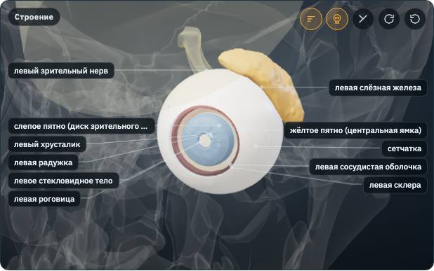 Органы чувств в 3D: глаз, ухо, кожа, вкус и обоняние, путь в мозг